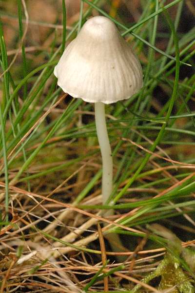 File:Mycena.metata.-.lindsey.jpg