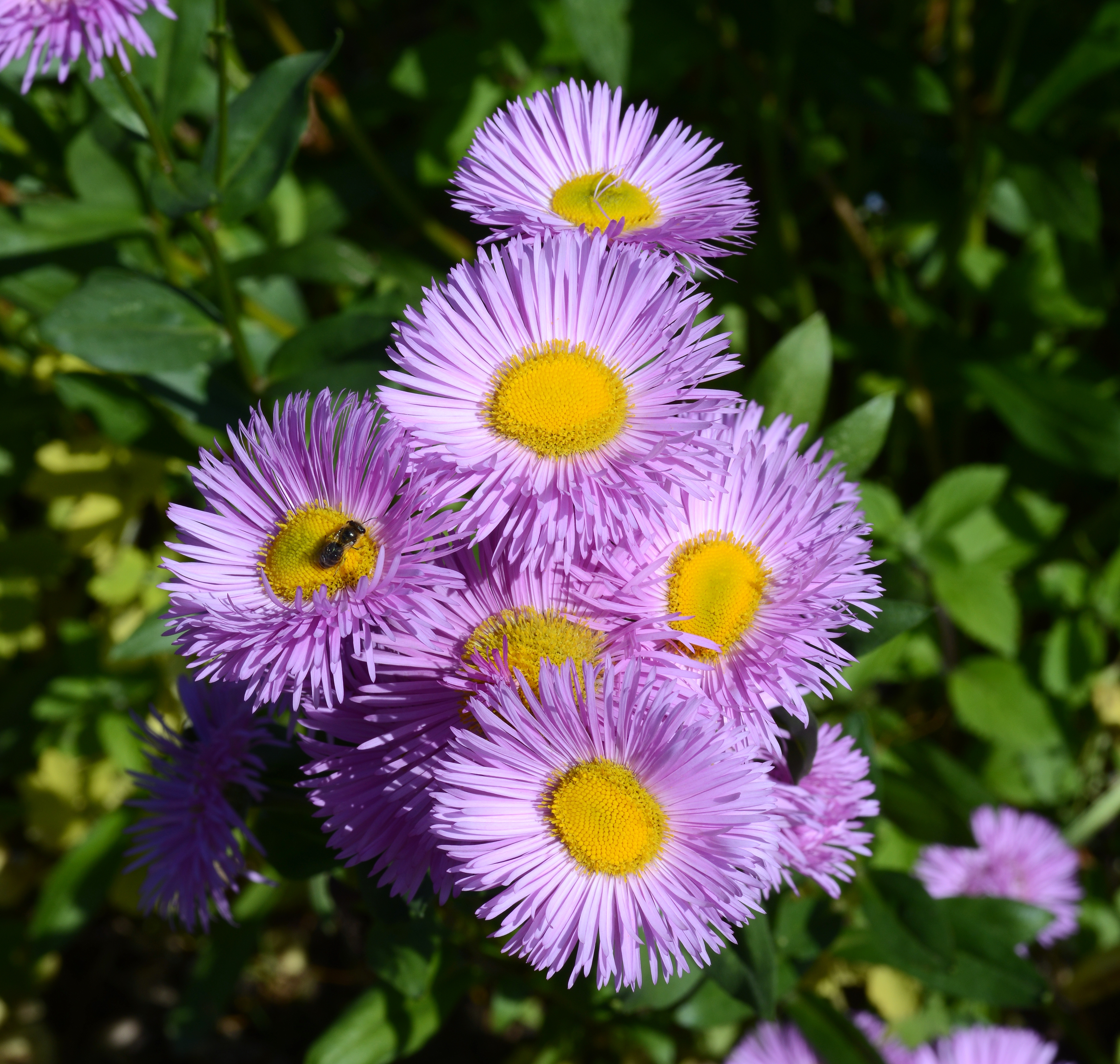 Erigeron macranthus Clear Blue русское название