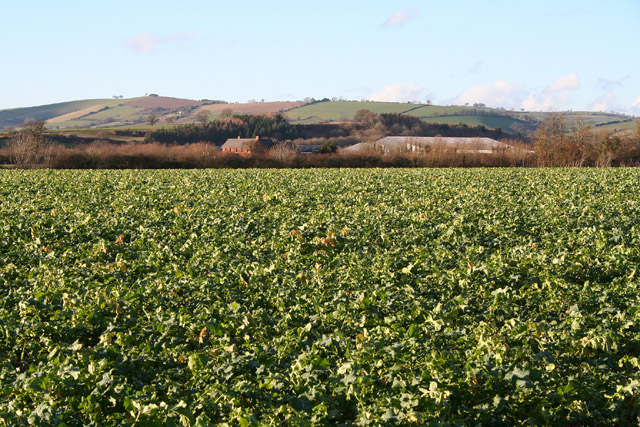 File:Nether Exe, field of kale - geograph.org.uk - 105769.jpg