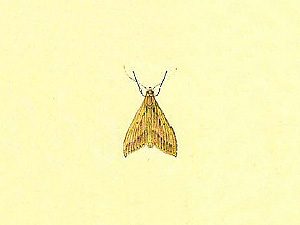 <i>Omiodes telegrapha</i> Species of moth