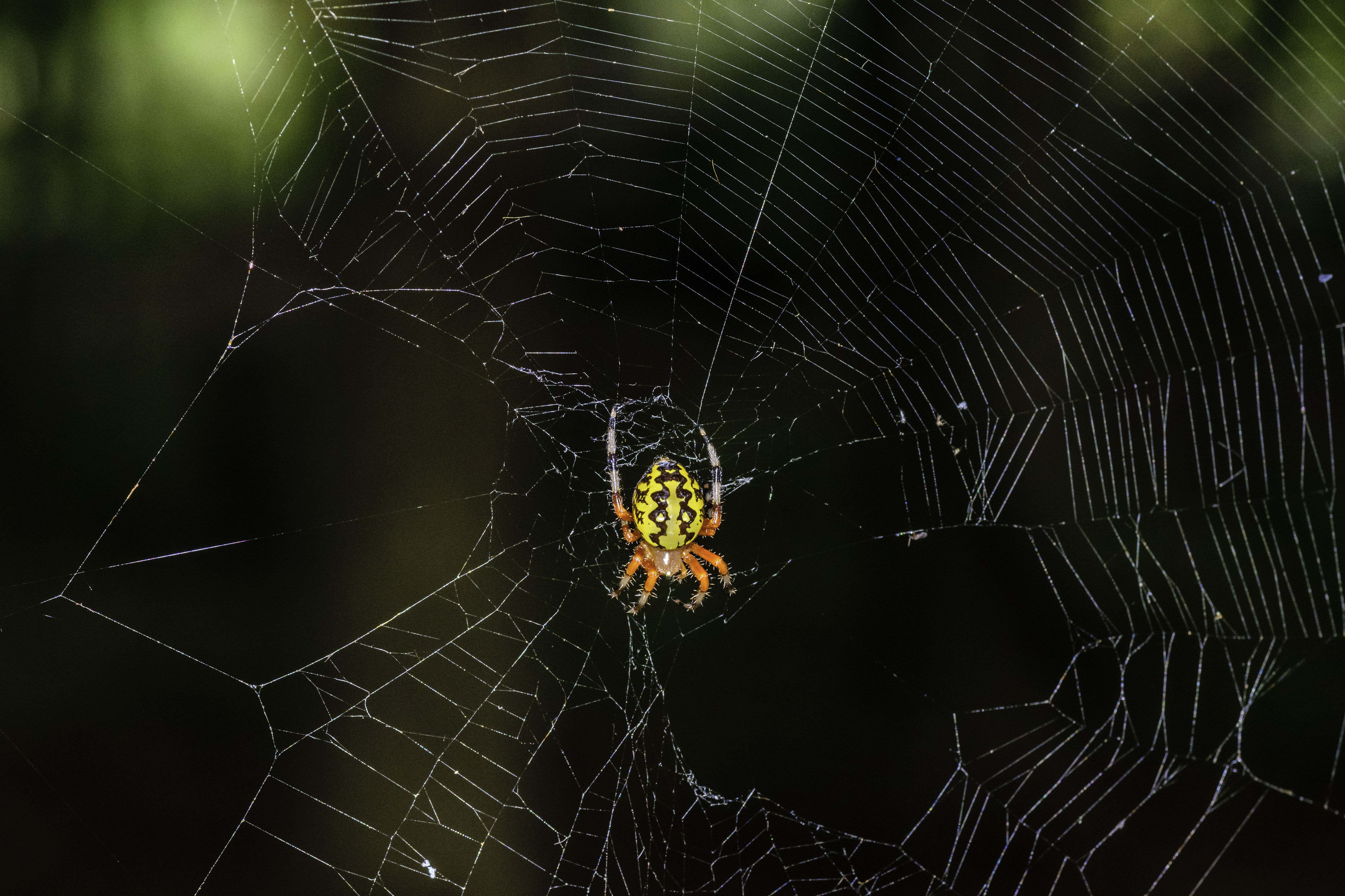 Orb Weaver spider 2 LR.jpg. 
