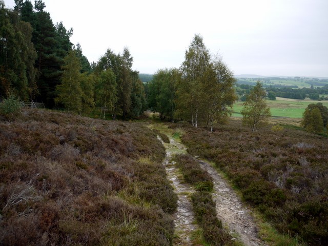 File:Path, Harbottle Crags Nature Reserve - geograph.org.uk - 1495132.jpg