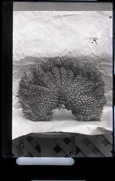 File:Pineapple (2), photograph by Brother Bertram.jpg