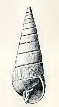 <i>Pyramidella mexicana</i> Species of gastropod
