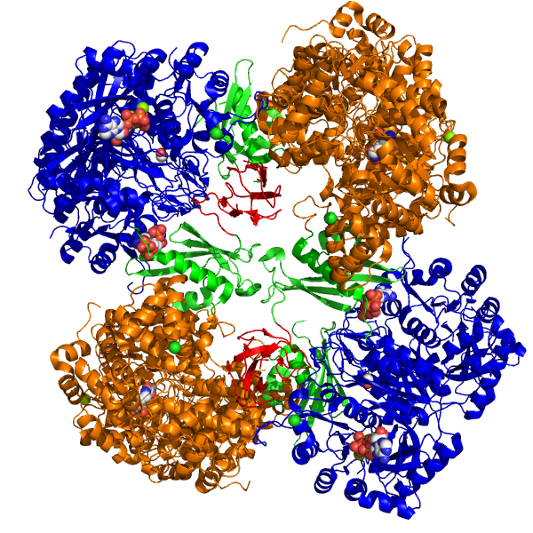 File:Pyruvate Carboxylase fromPDB 2QF7.png