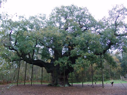 http://upload.wikimedia.org/wikipedia/commons/2/2e/Robin_Hood_Major_Oak.jpg