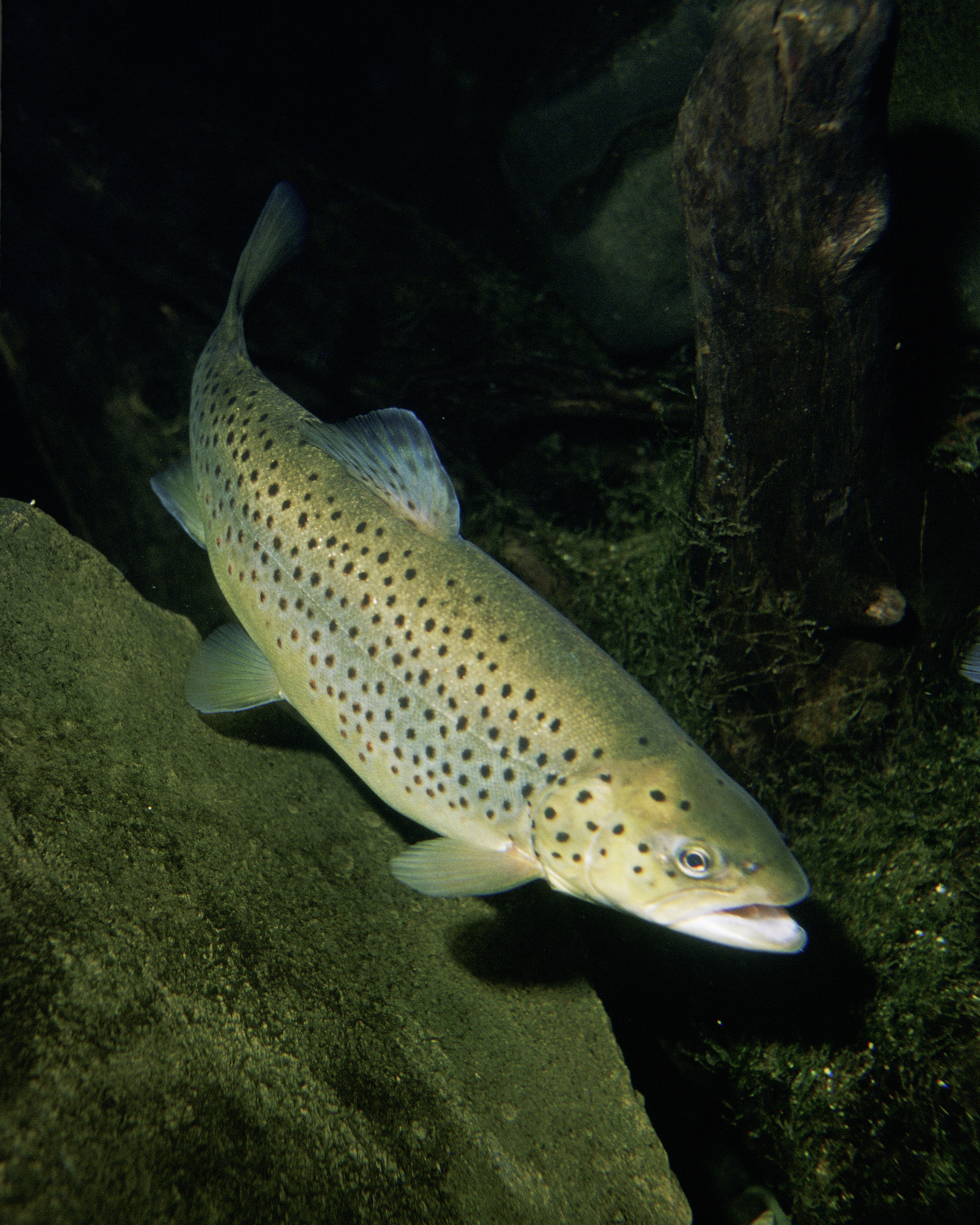 Learning about the types of fishes found in the White River fly fishing