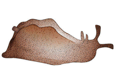 File:Sea hare togopic.png