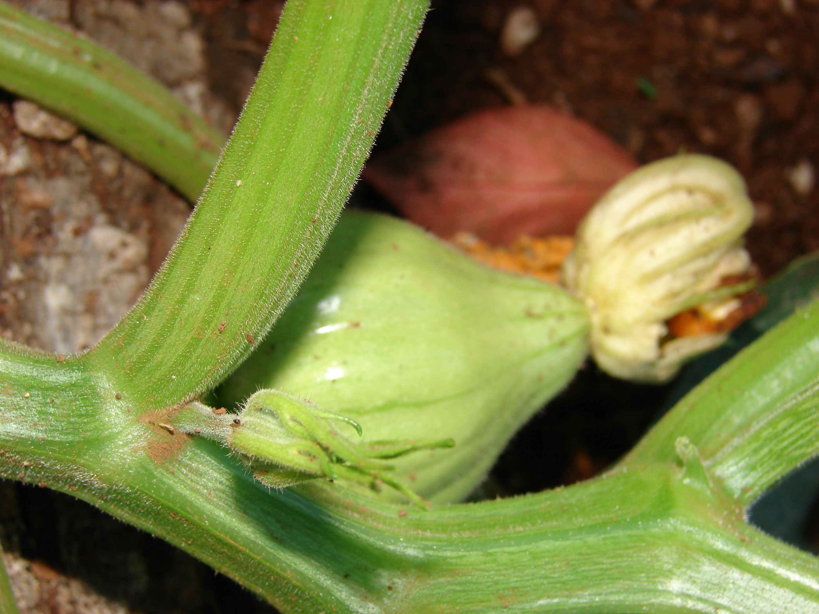 Цимбиум пепо. Cucurbita Pepo var. Ovifera. Cucurbita Pepo subsp. Pepo. Cucurbita argyrosperma.