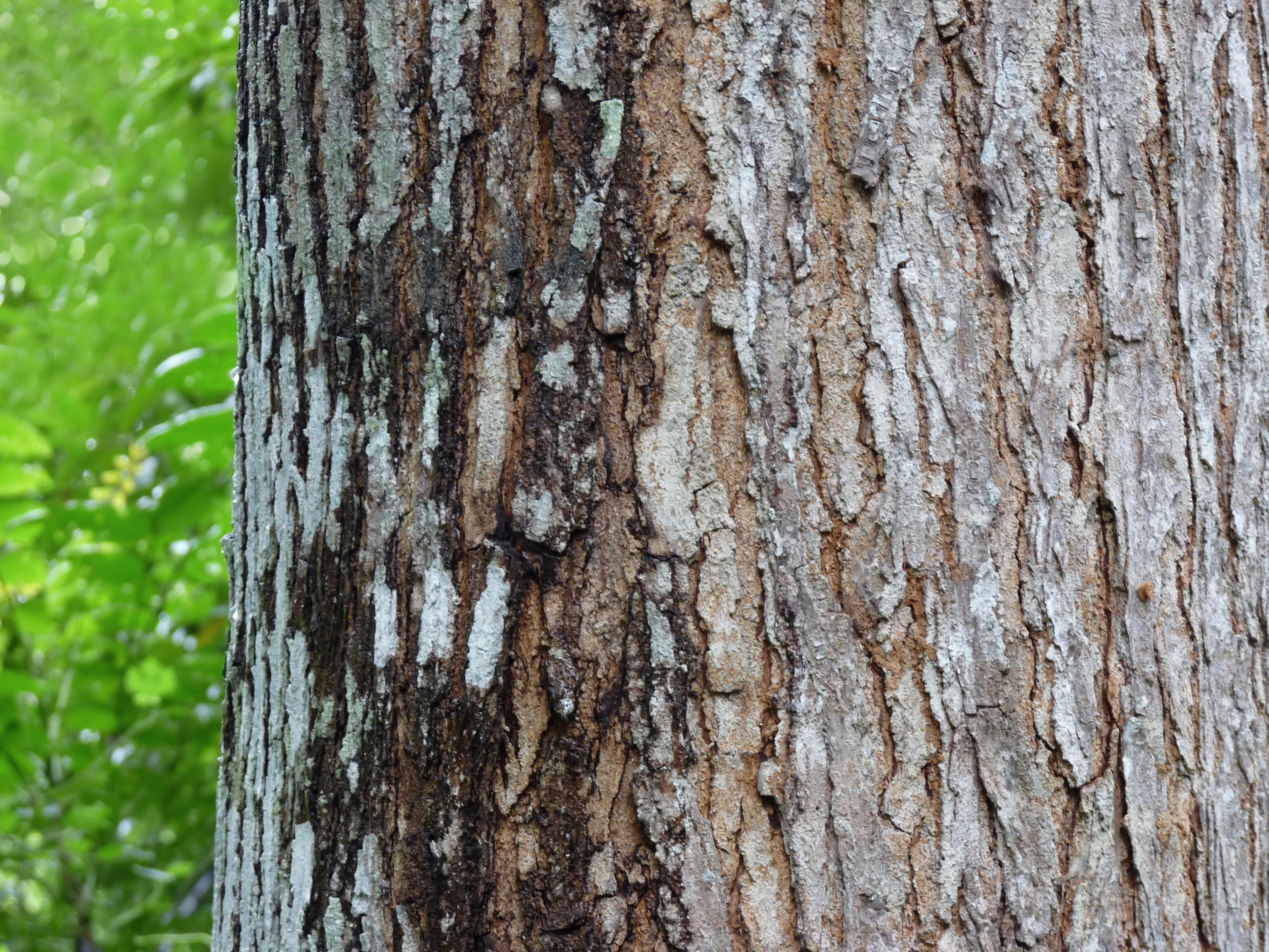 Big-leaf Mahogany (Swietenia macrophylla) · iNaturalist