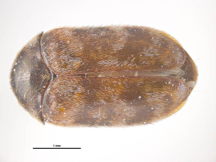 Carpet beetle - Wikipedia