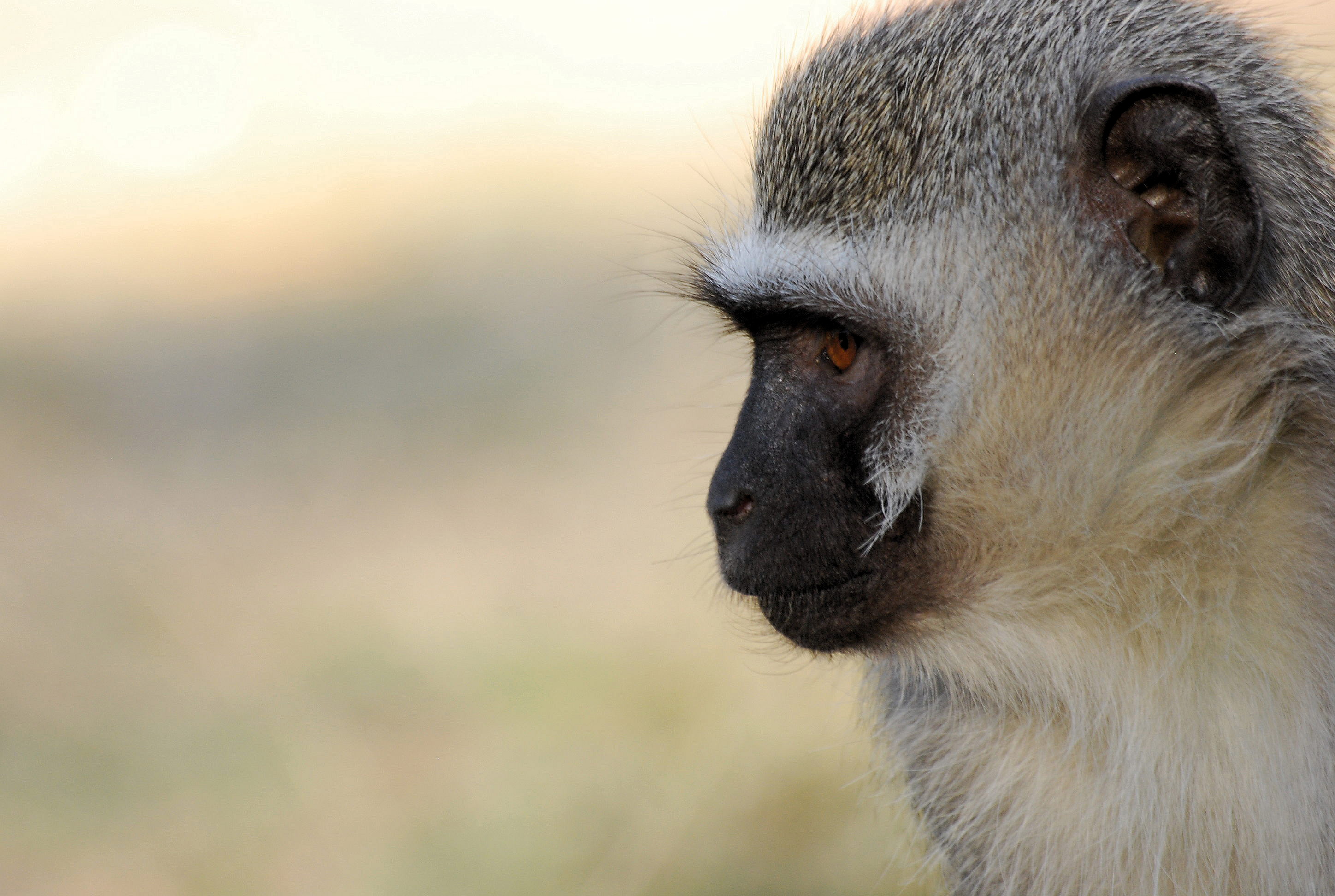 Vervet monkey