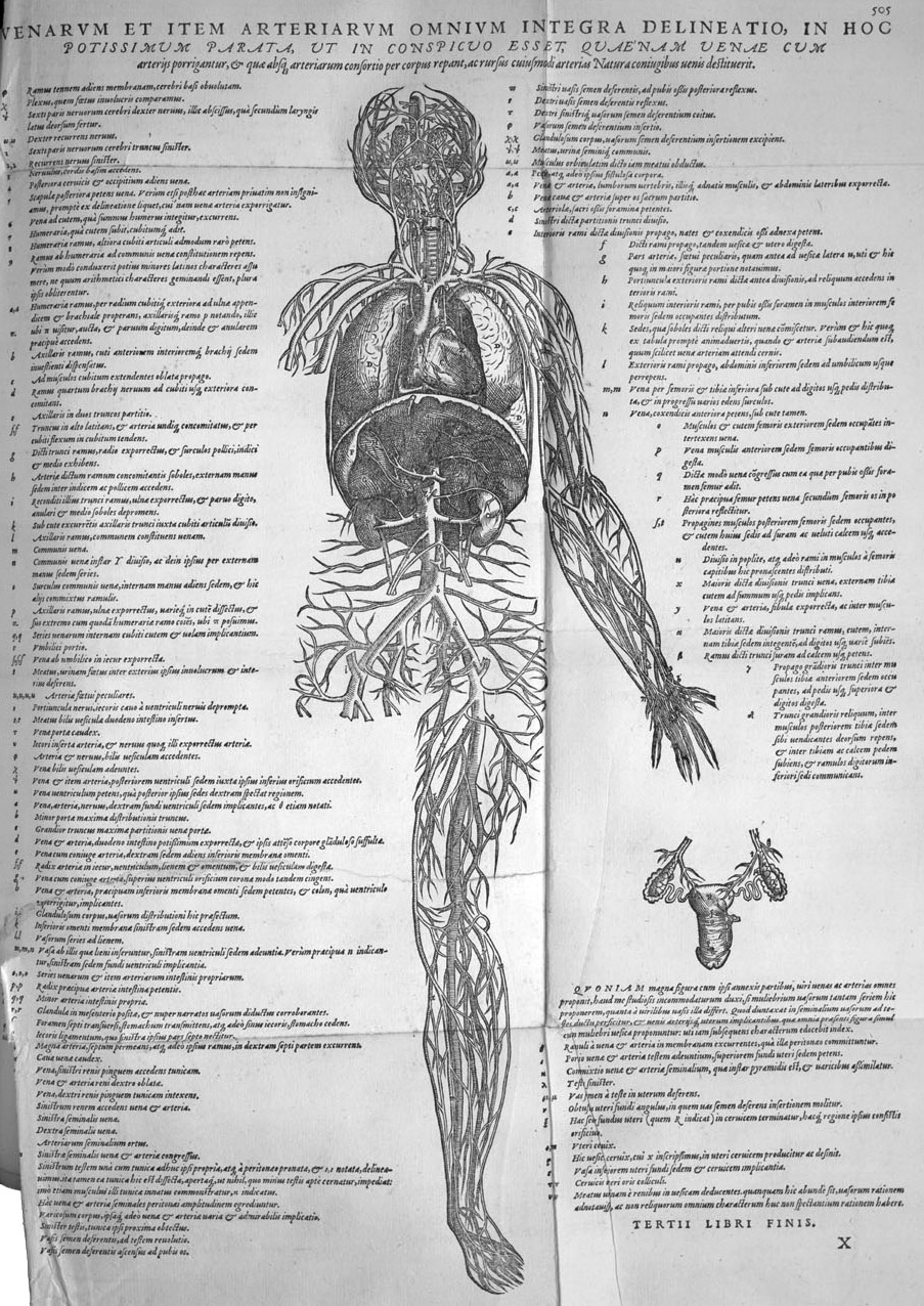 Vesalii  Know more about the Heart
