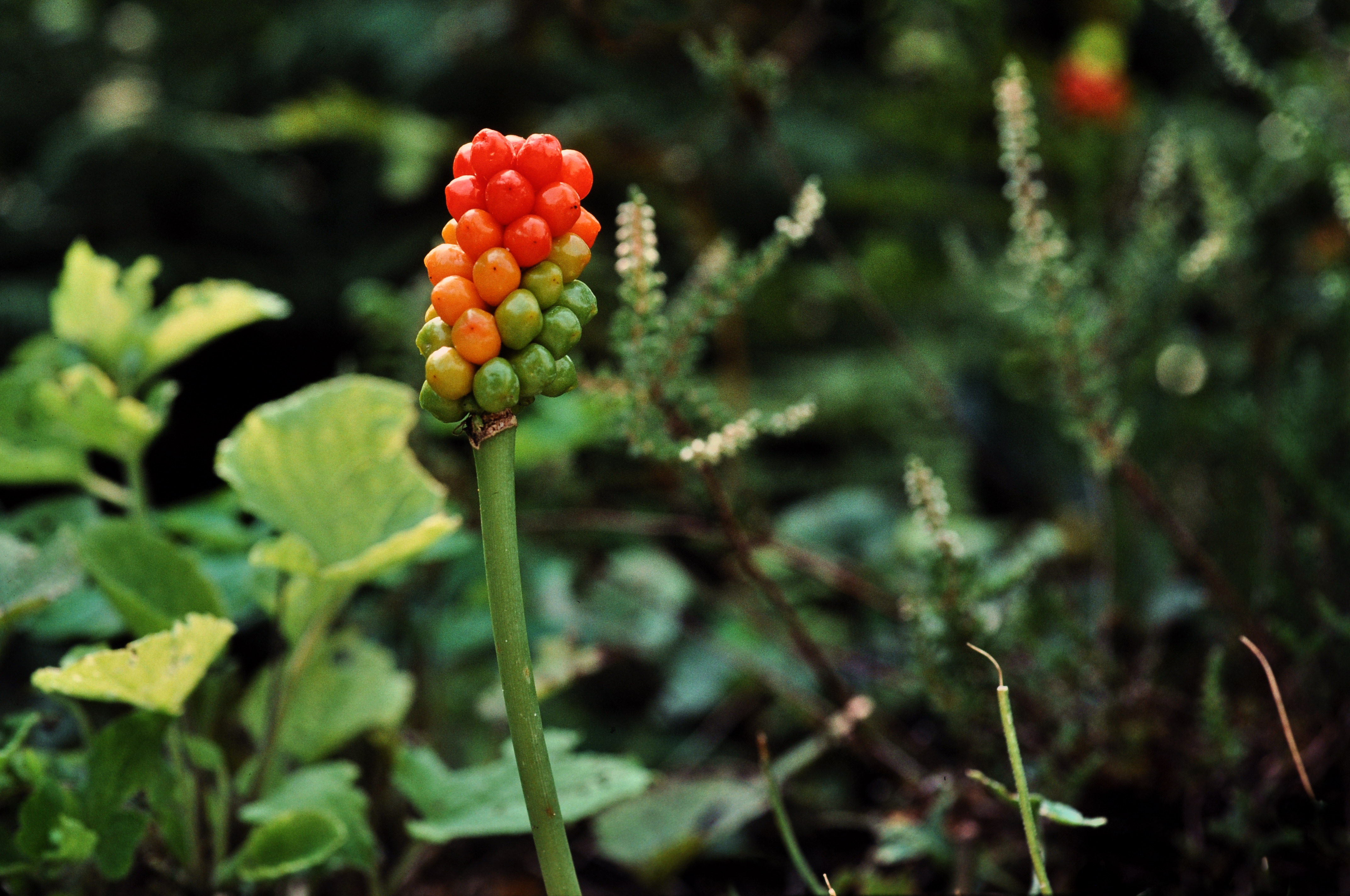 File:Wild arum.jpg - Wikimedia Commons