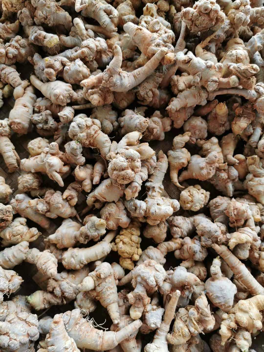 Galangal - Wikipedia