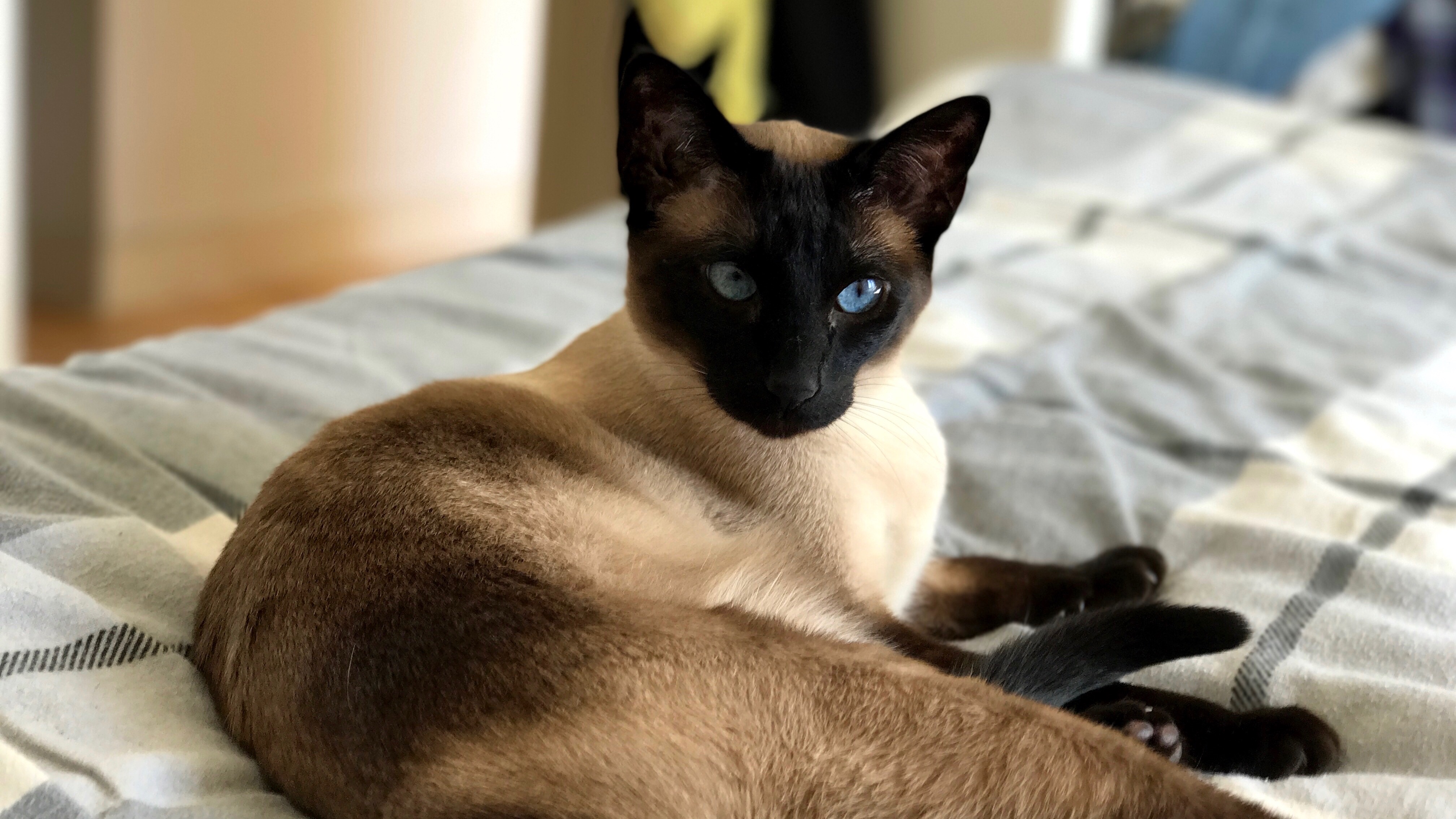 traditional seal point siamese