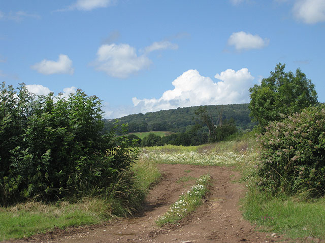 File:A glimpse of the forest - geograph.org.uk - 1397727.jpg