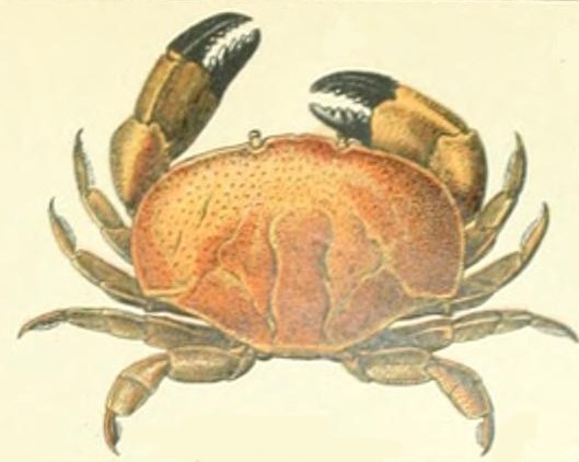 File:Adolphe Millot crustaces-fig1-whole crab.jpg