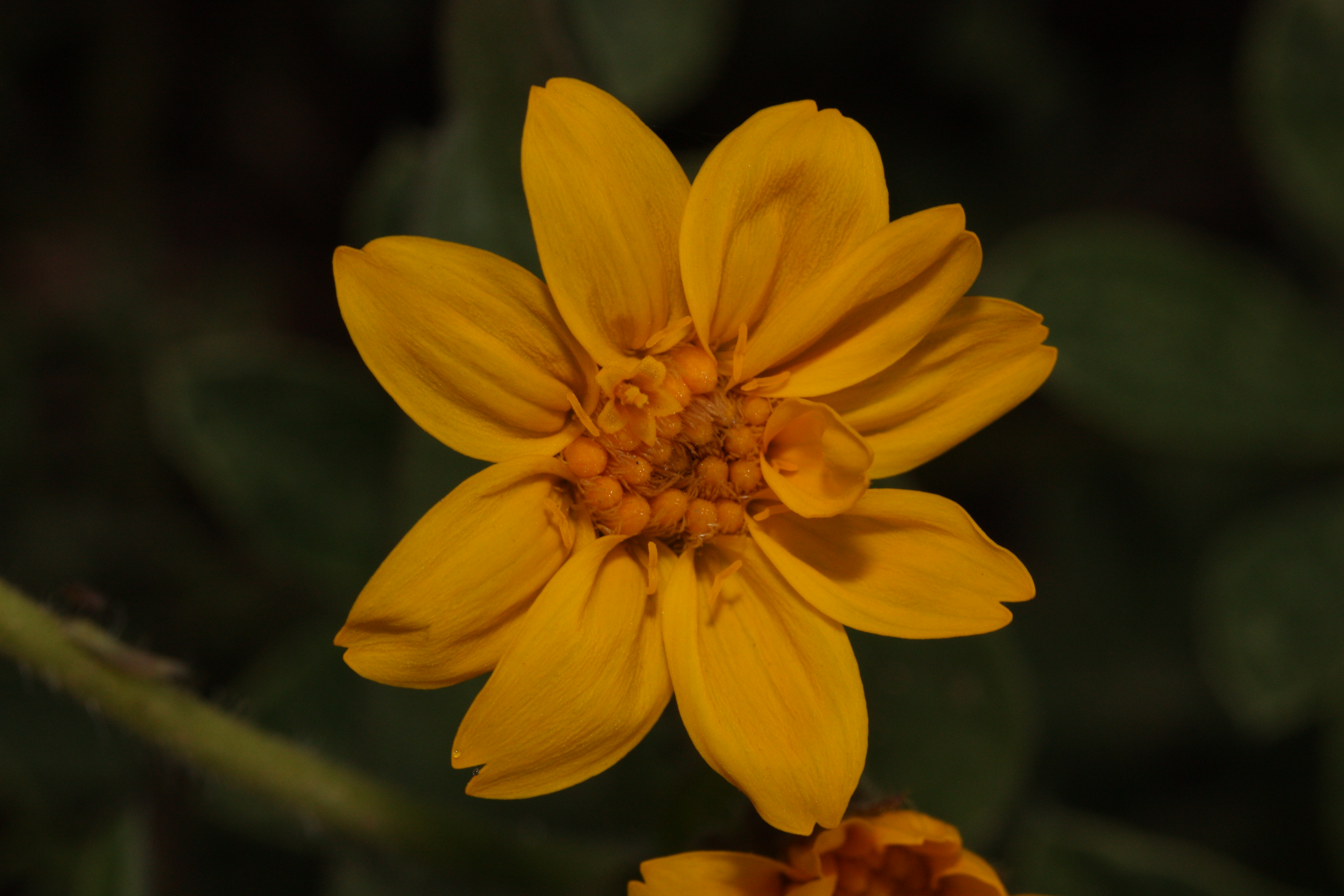 Arnica — Wikipédia