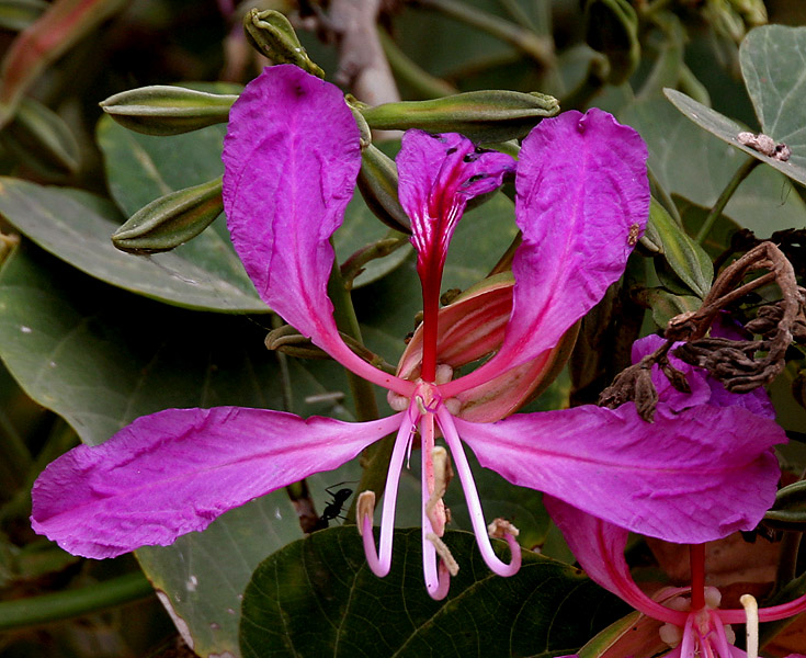 Bauhinia Purpurea Wikipedia La Enciclopedia Libre