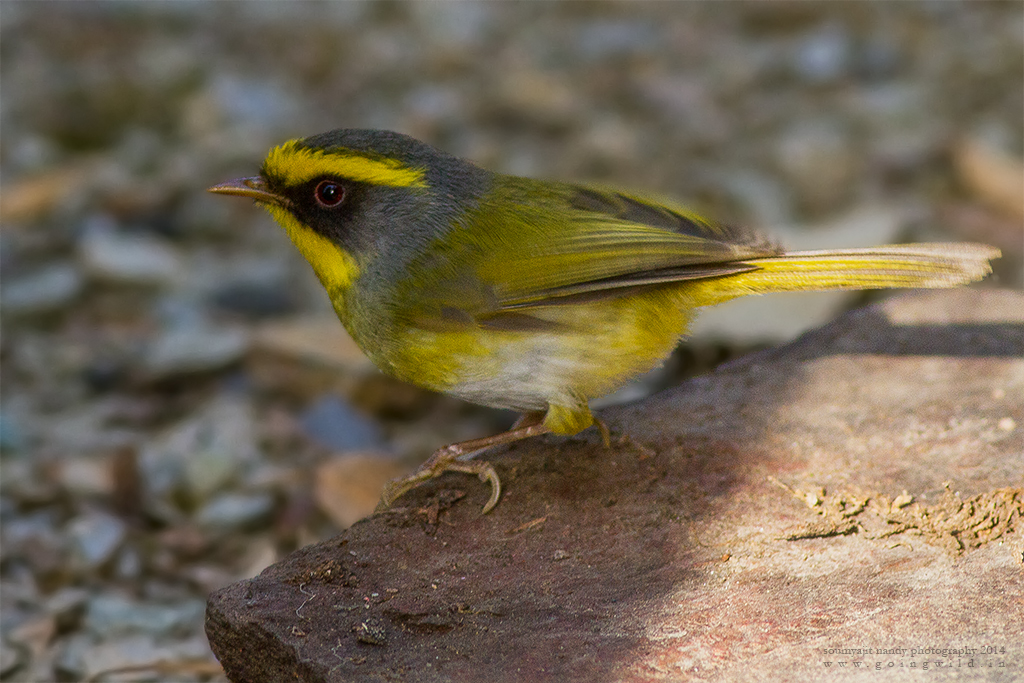 Black-faced Warbler - Pangot, Uttarakhand, India.jpg