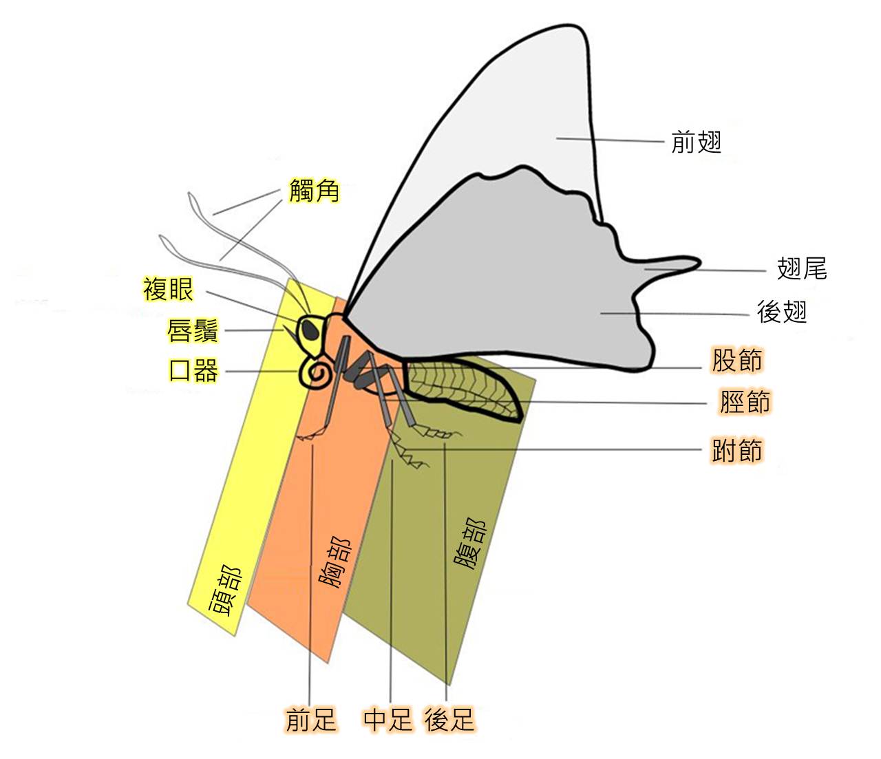 File Butterfly Parts Zh Hk Wikimedia Commons