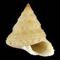 <i>Calliostoma anseeuwi</i> Species of gastropod