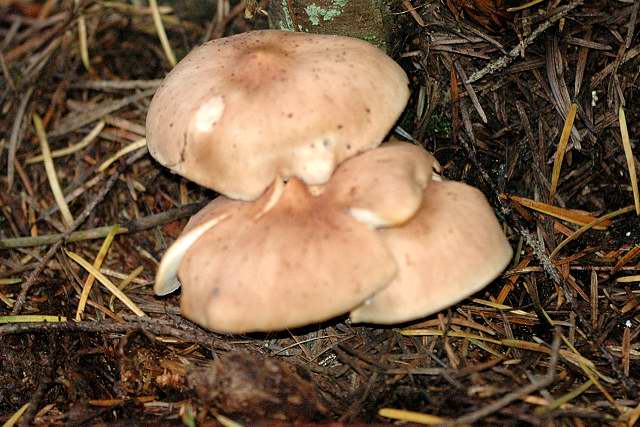 File:Calocybe.persicolor.-.lindsey.jpg