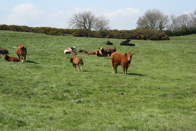 Castle bailey cattle - geograph.org.uk - 2472961