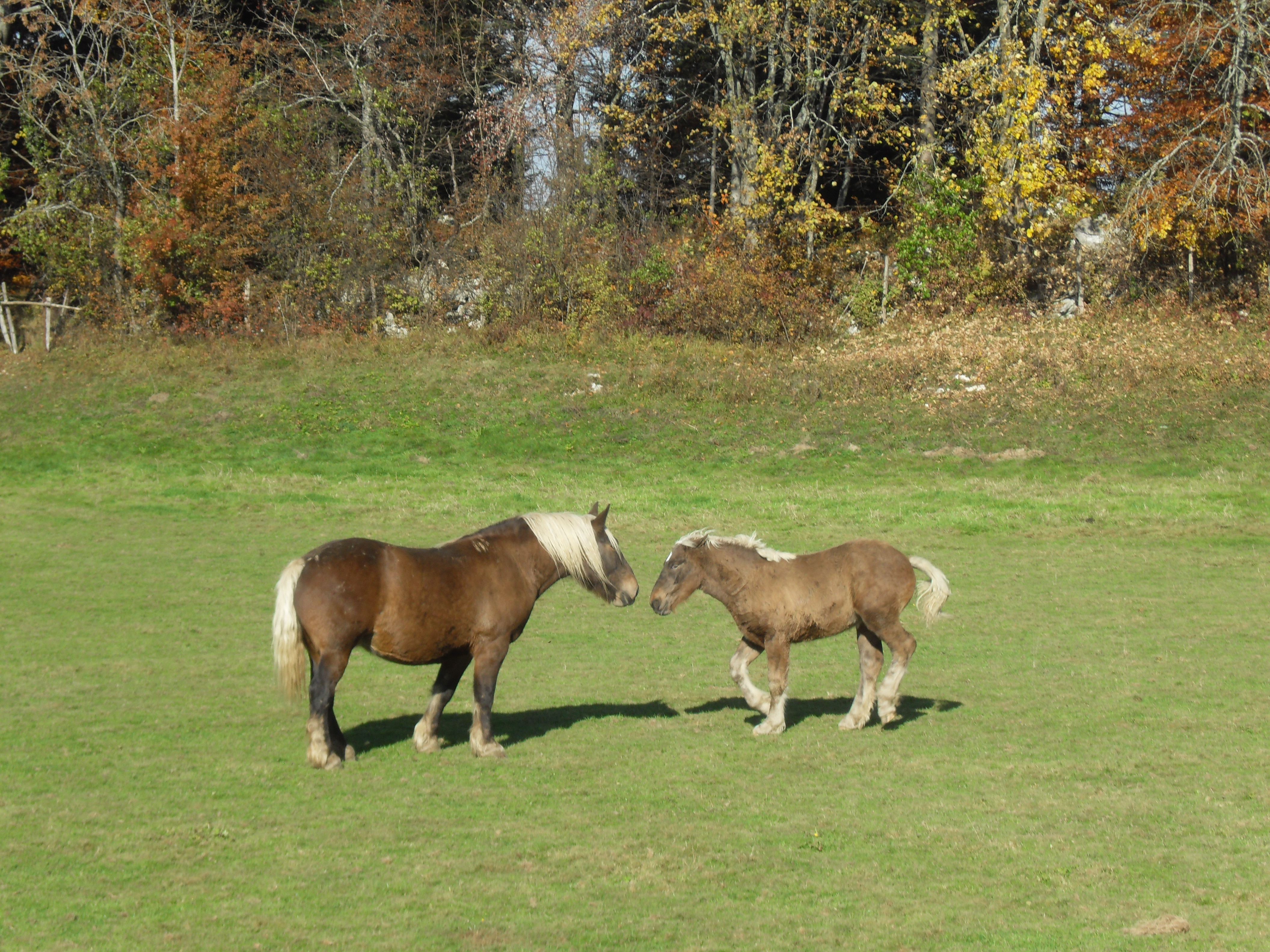 Cheval miniature — Wikipédia