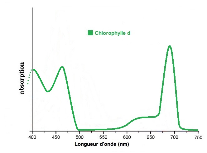 File:Chlorophylle D.jpg - Wikimedia Commons