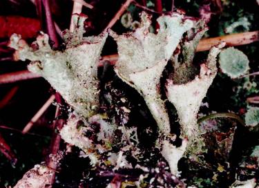 File:Cladonia grayi complex (EU).jpg