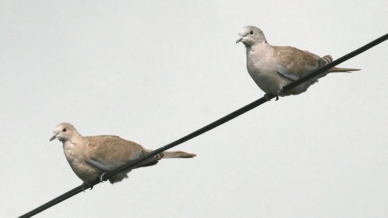 File:Collared Dove (Streptopelia decaocto) (2).JPG