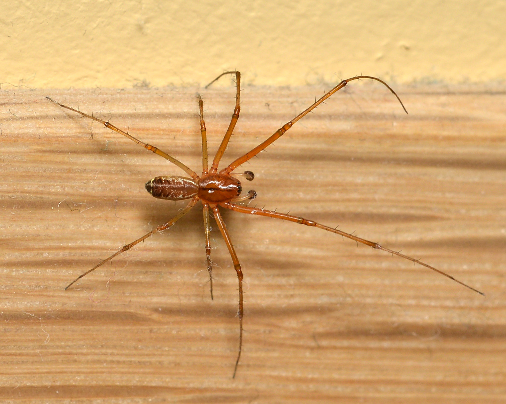 File:Common house spider and web.JPG - Wikipedia