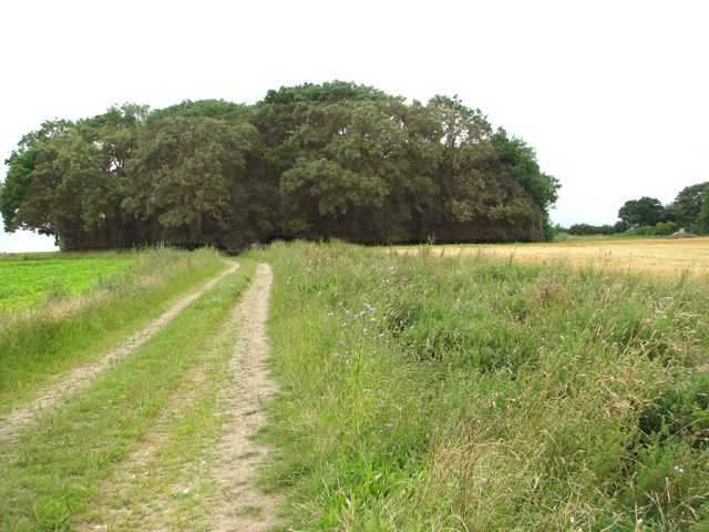 File:Copse by Field Barn - geograph.org.uk - 5052256.jpg