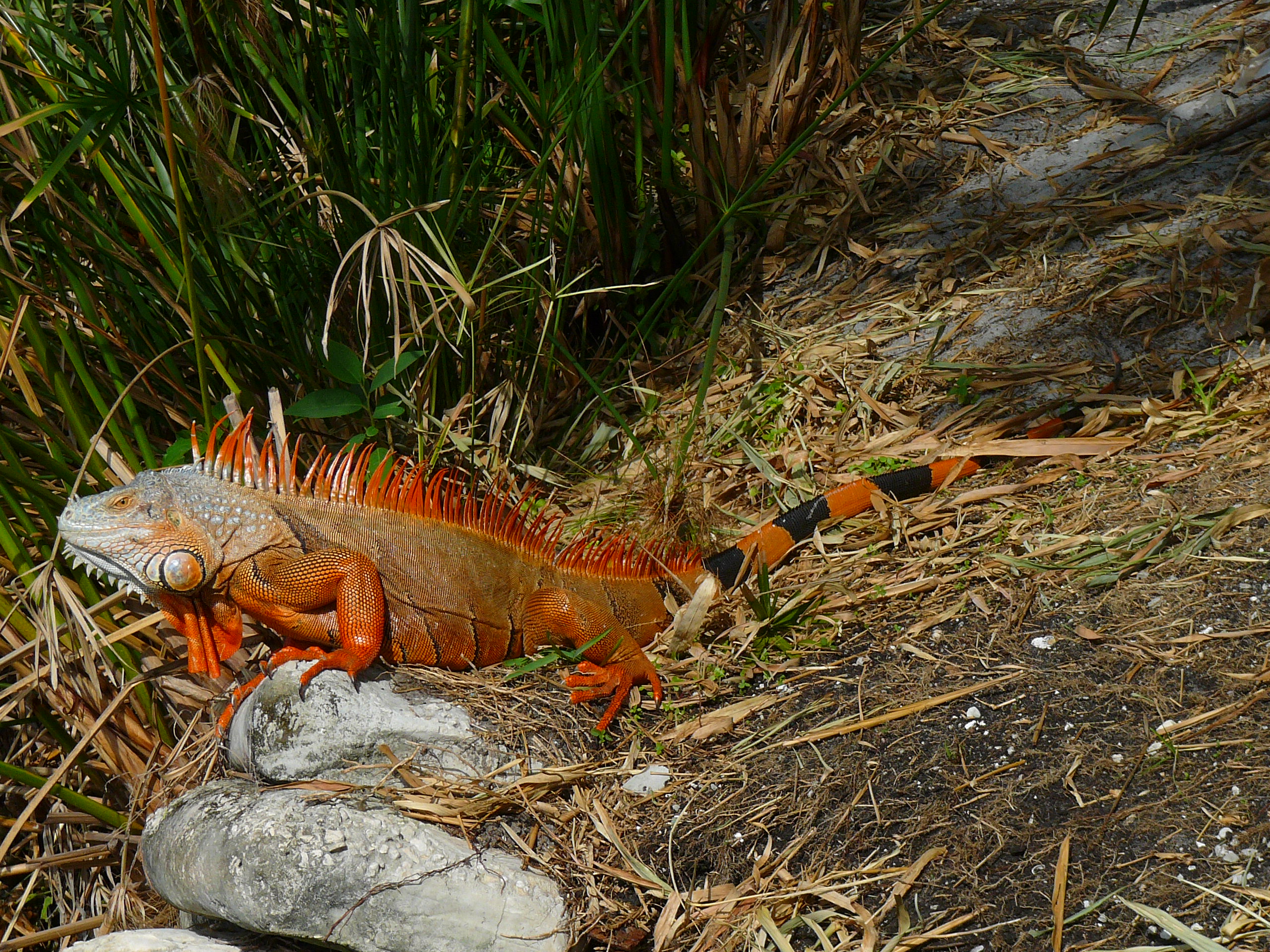 iguana cuban