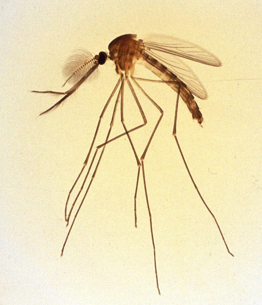 Малярийный комар долгоножка самец