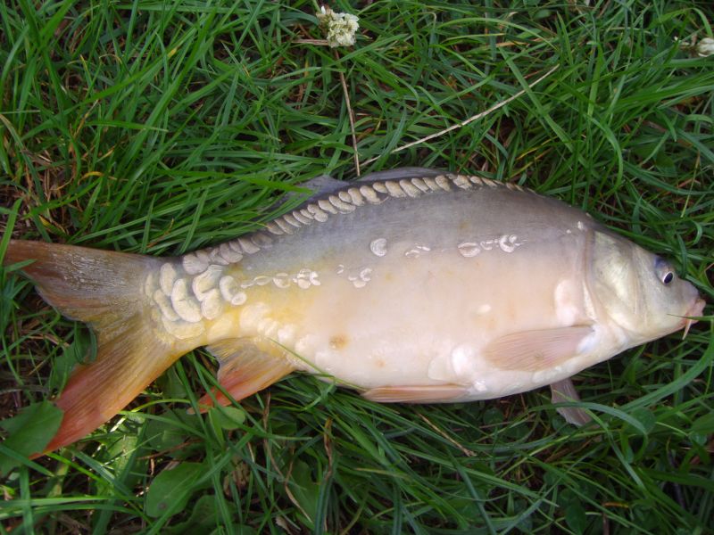 File:Cyprinus carpio-King Carp.jpg