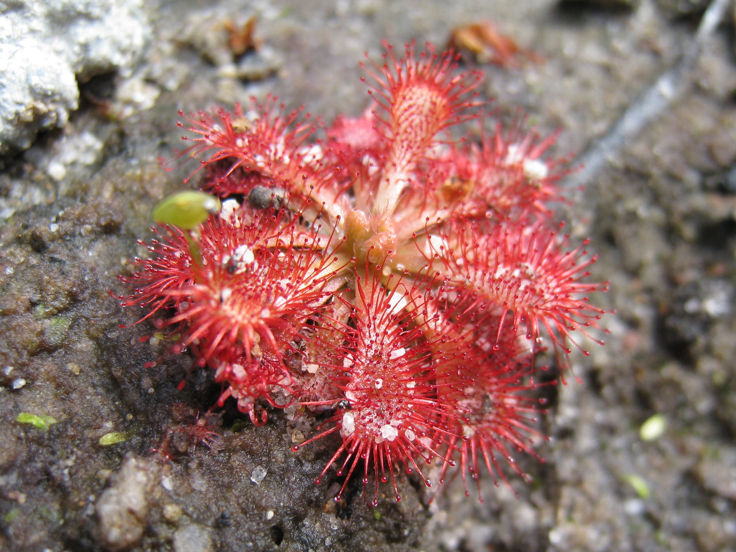 Корневор. Росянка spatulata. Королевская росянка цветок. Drosera tokaiensis. Росянка Hong Kong.