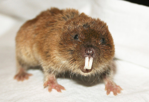 The average litter size of a Northern mole vole is 3