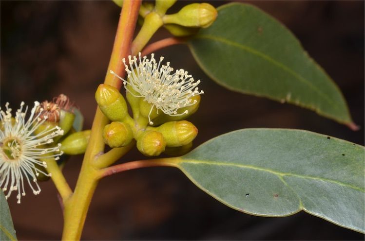 File:Eucalyptus brachycalyx buds.jpg