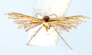 File:Exelastis caroli.JPG