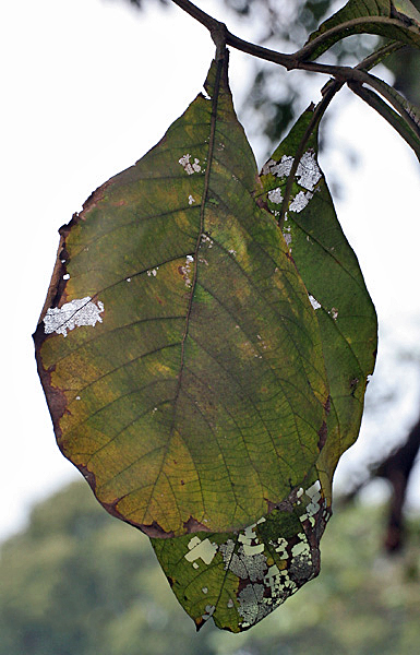 File:Falling Leaves (Tectona grandis) I IMG 3427.jpg