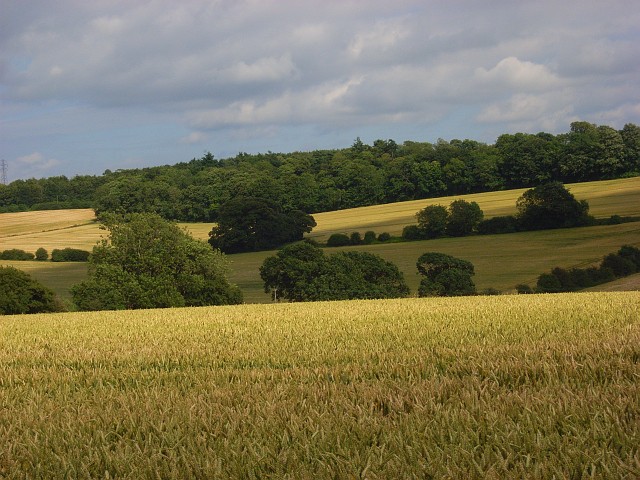 File:Fields of wheat, Chilgrove - geograph.org.uk - 887573.jpg