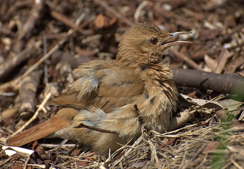 File:Furnarius rufus immature.jpg