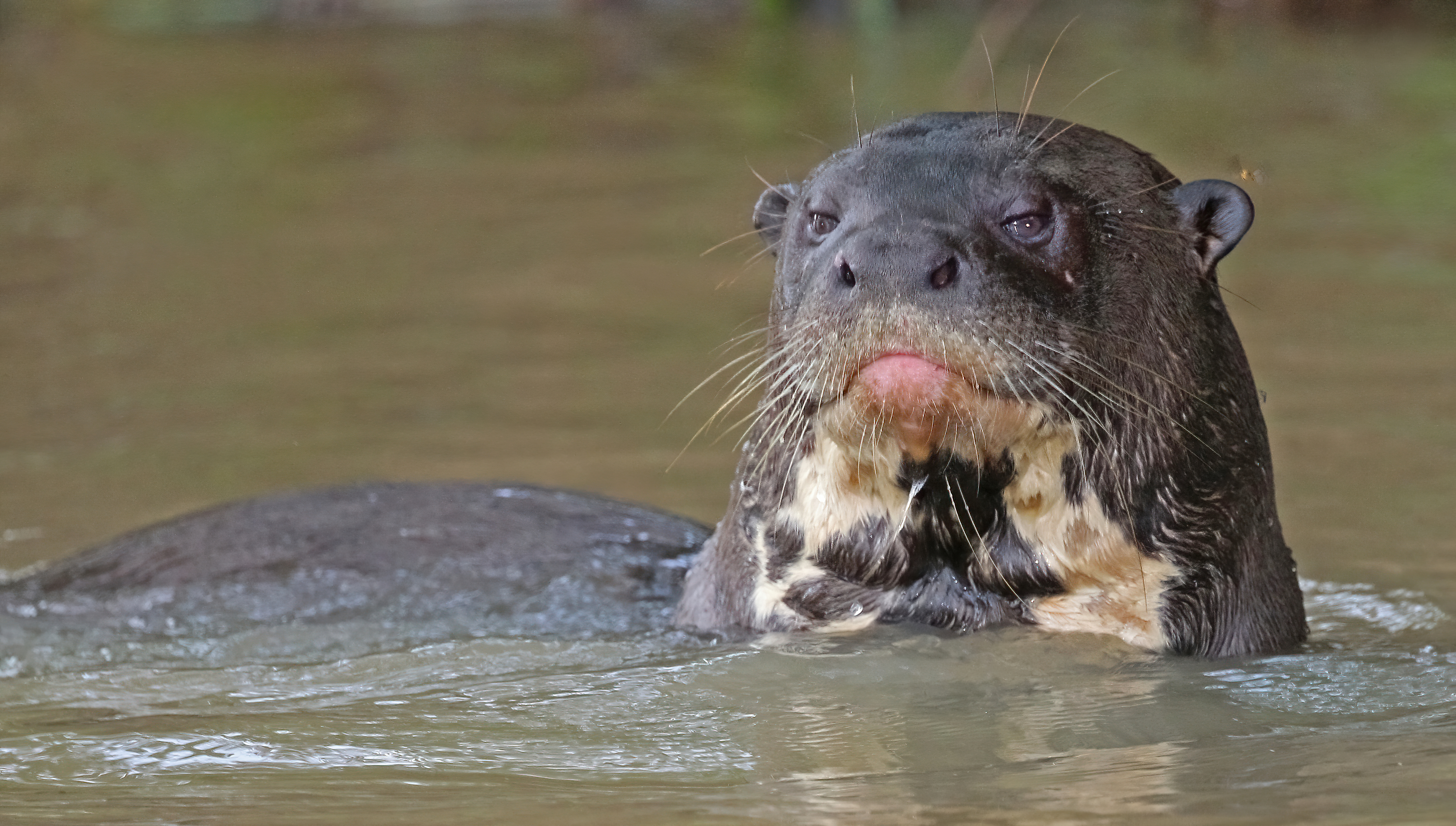 Giant otter (Pteronura brasiliensis) juvenile.jpg