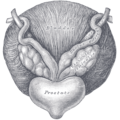 prostate wiki meaning)