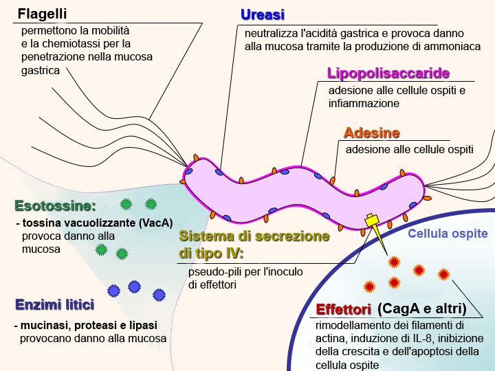 File:H pylori virulence factors it.png