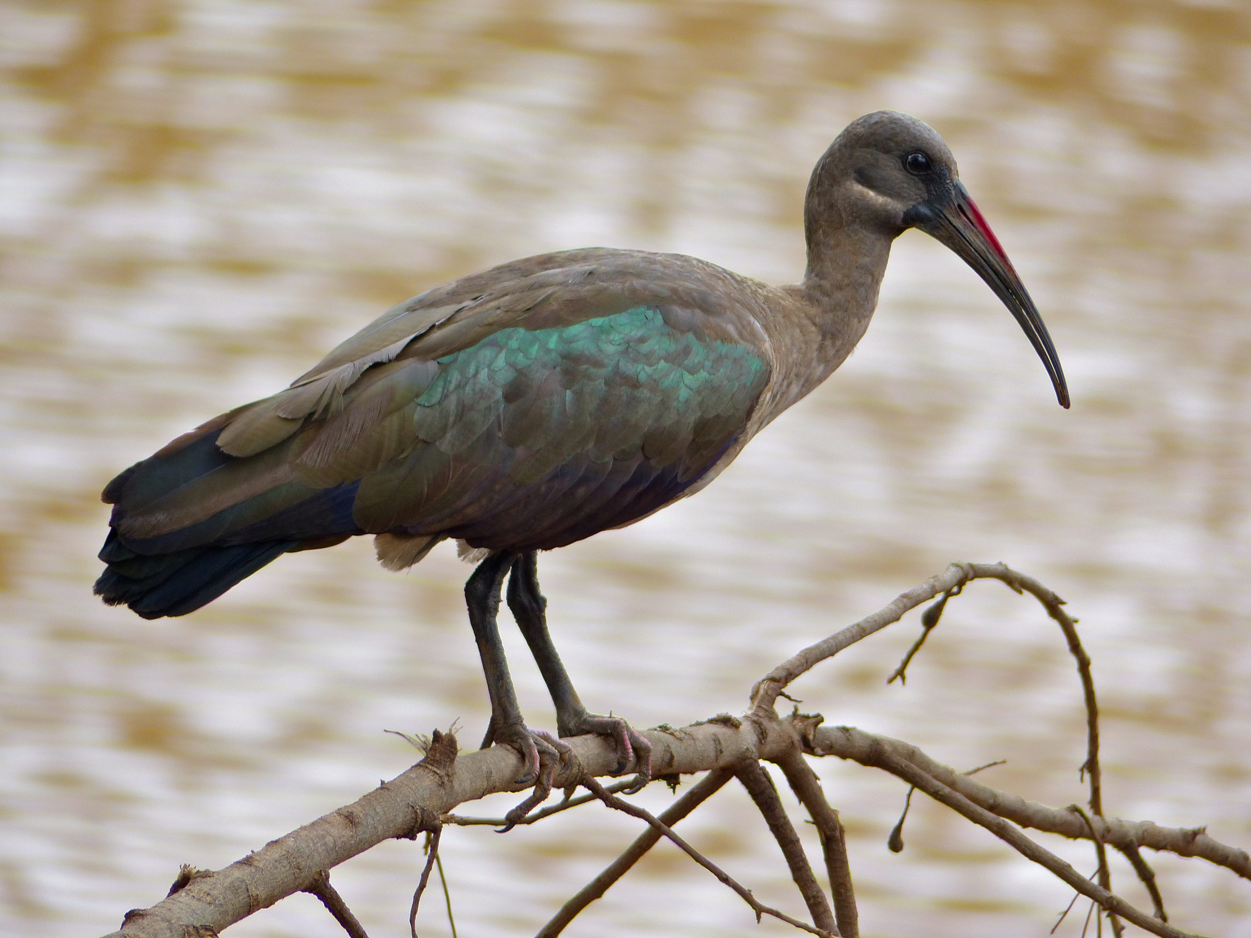 Hadada Ibis (Bostrychia hagedash) (11873866813).jpg