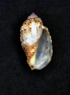 <i>Harpa gracilis</i> Species of gastropod